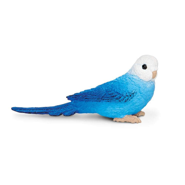 Safari - Blue Budgie