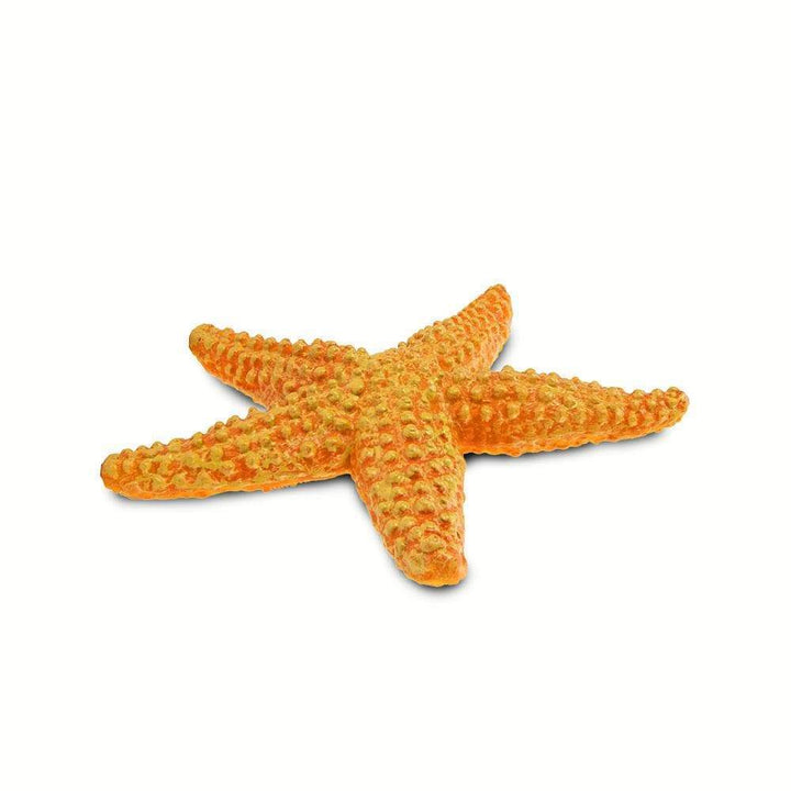 Safari - Starfish