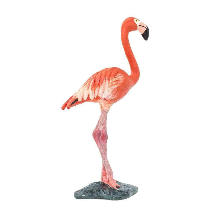 Safari - Flamingo