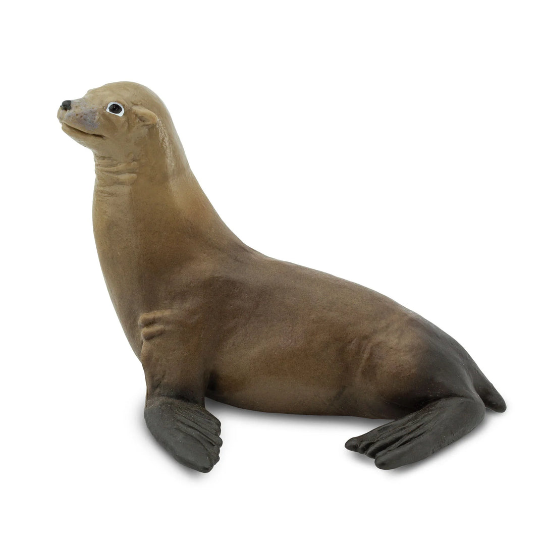 Safari - Sea Lion