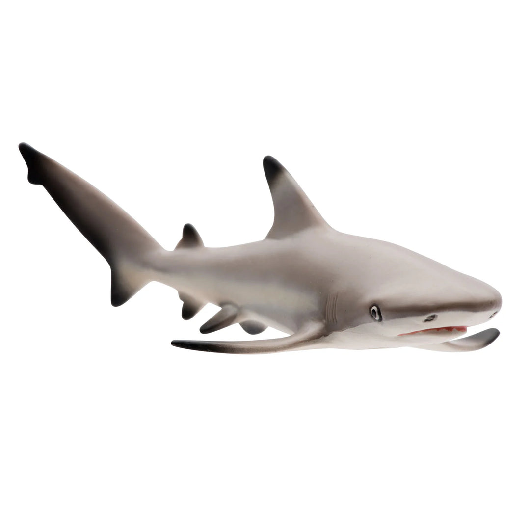 Safari - Blacktip Reef Shark