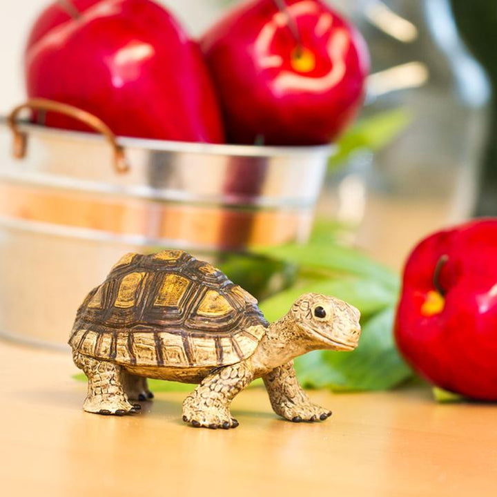 Safari - Tortoise