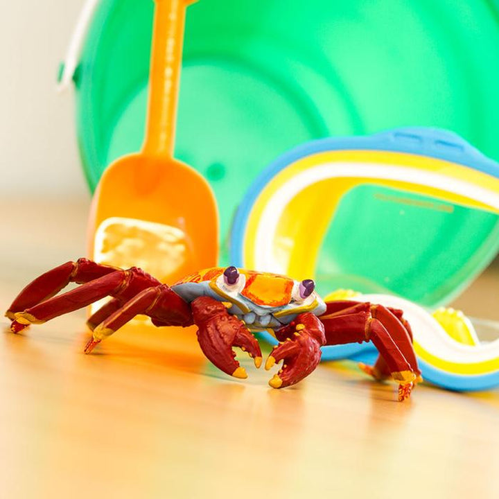 Safari - Galapagos Sally Lightfoot Crab