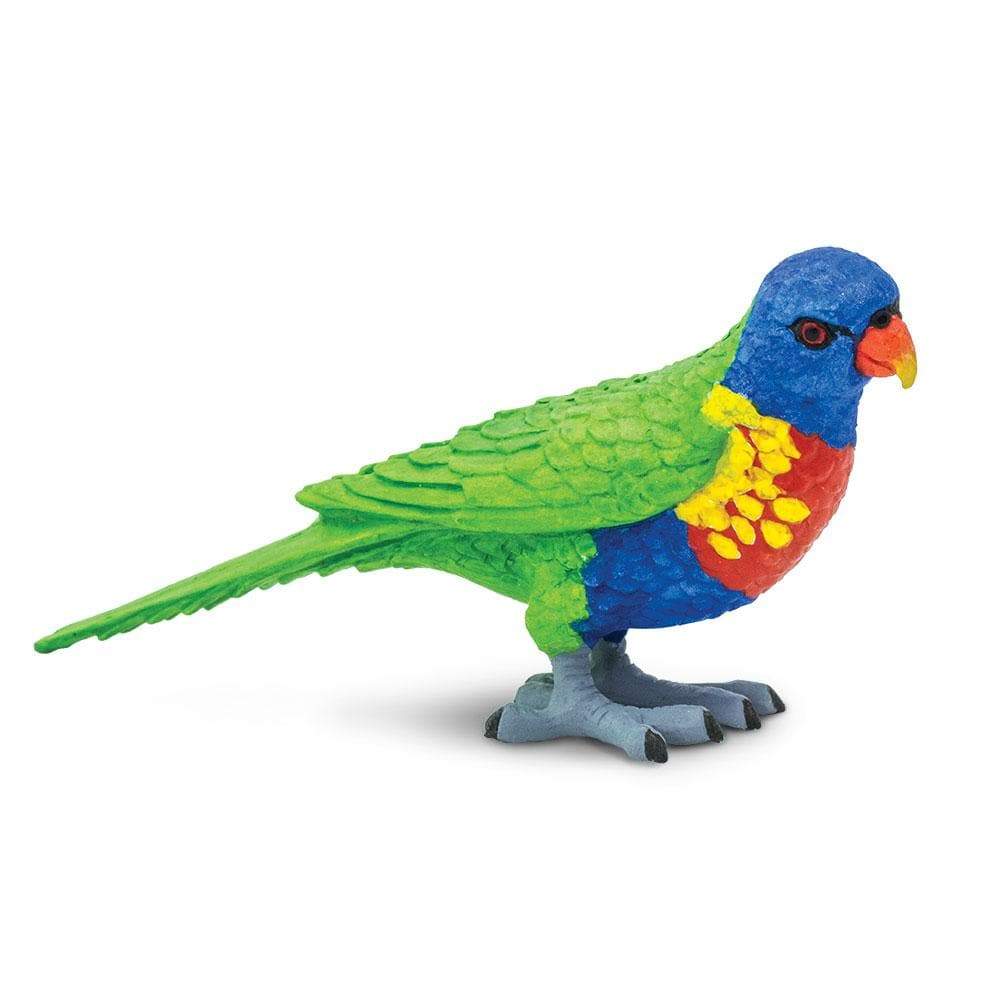 Safari - Lorikeet
