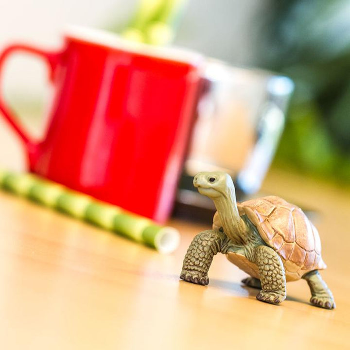 Safari - Giant Tortoise