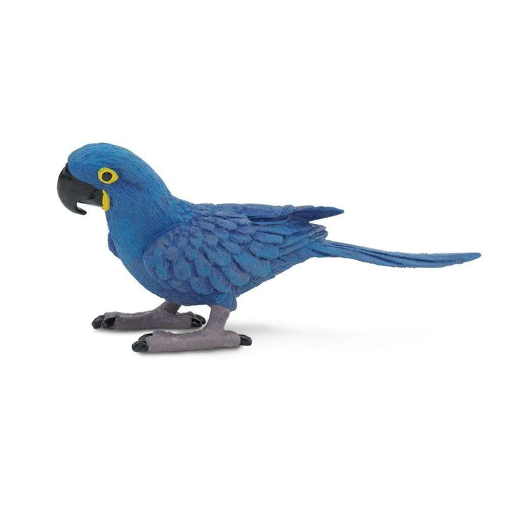 Safari - Hyacinth Macaw
