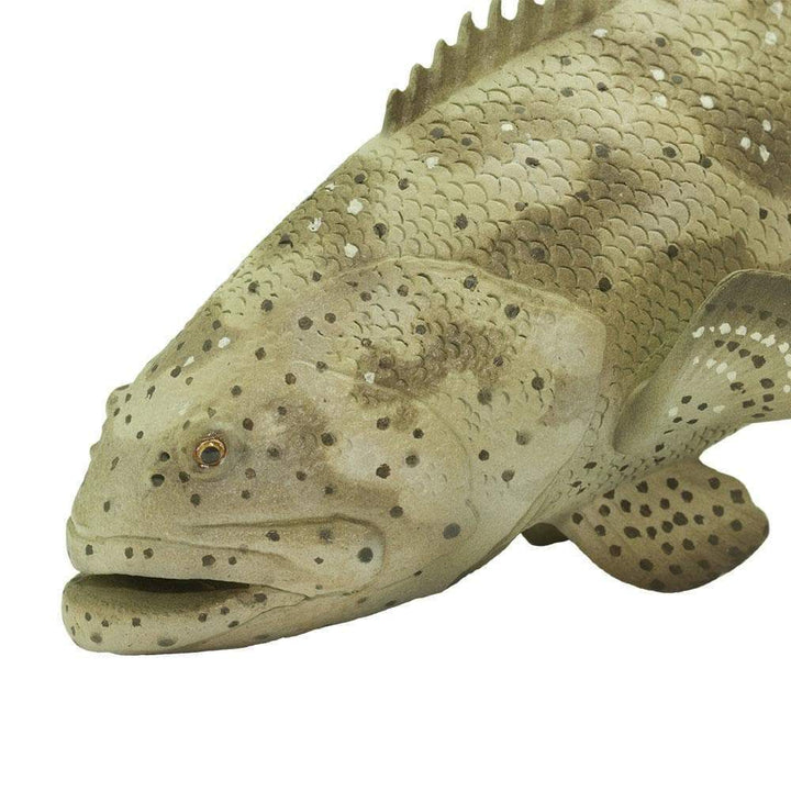 Safari - Goliath Grouper