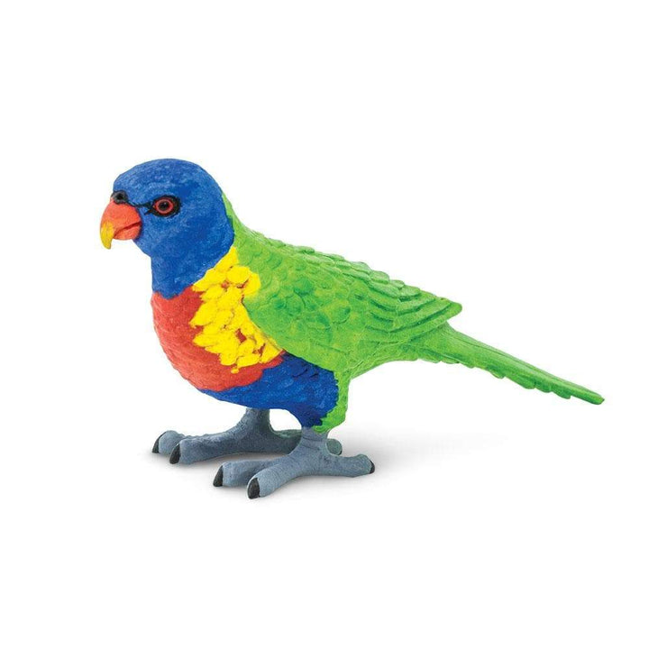 Safari - Lorikeet