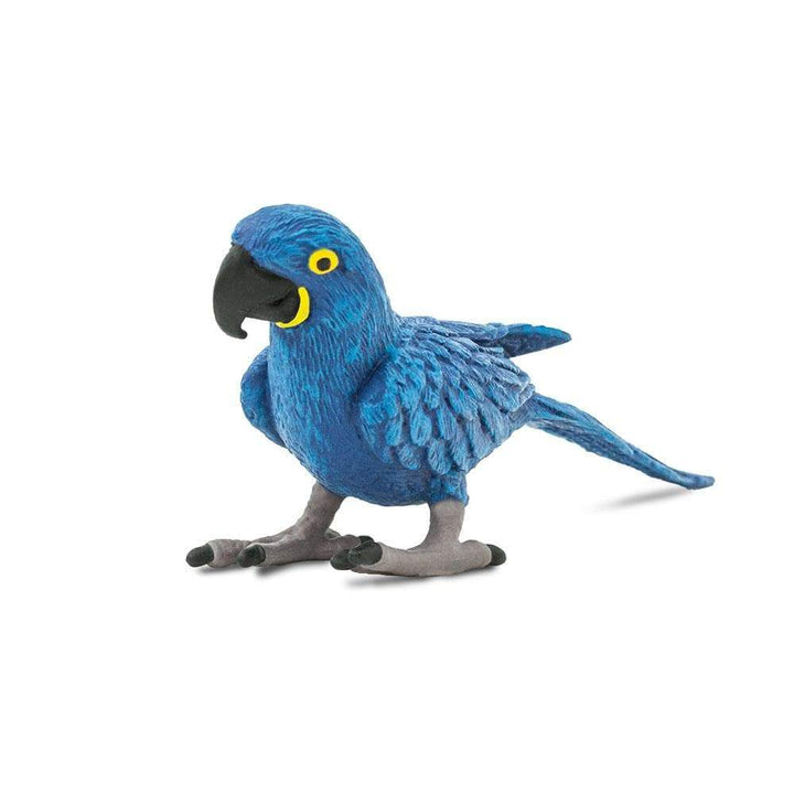 Safari - Hyacinth Macaw