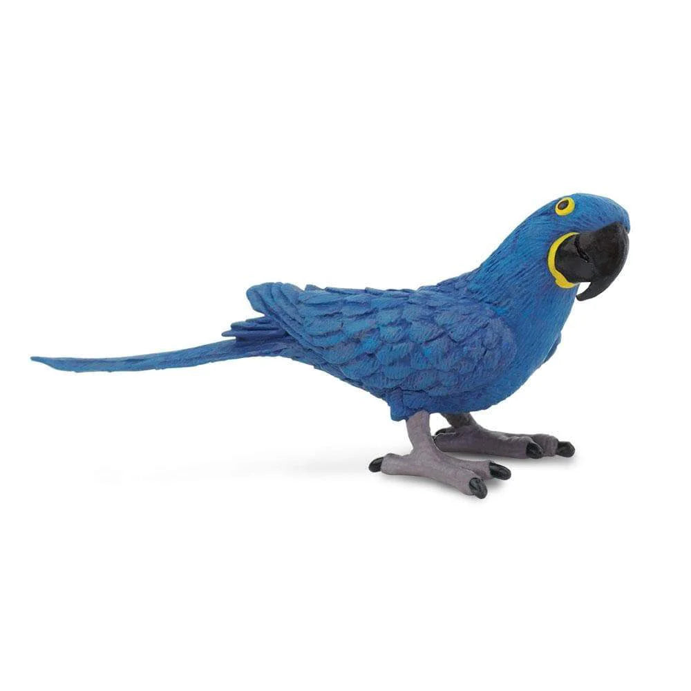 Safari - Hyacinth Macaw