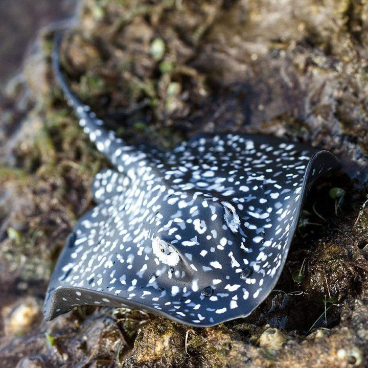 Safari - Marble Ray