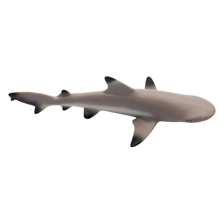 Safari - Blacktip Reef Shark