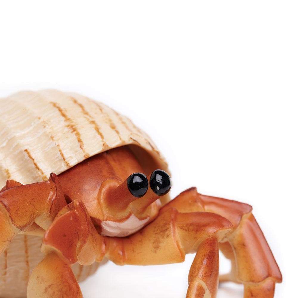 Safari - Hermit Crab