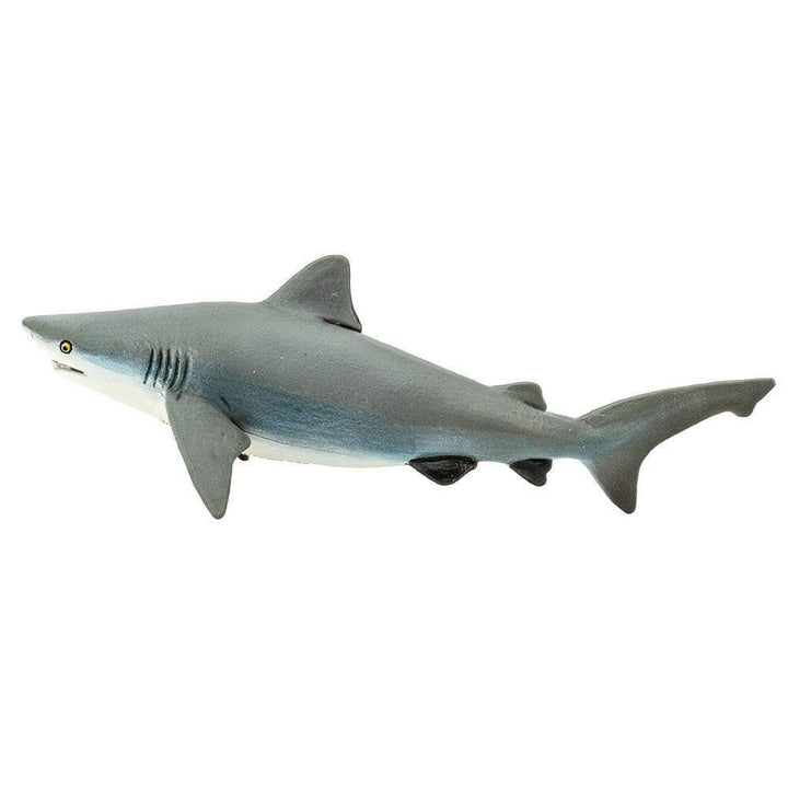 Safari - Bull Shark