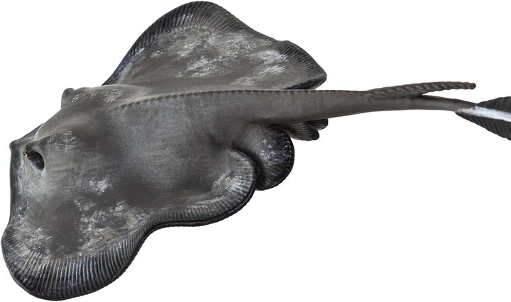 Safari - Sting Ray