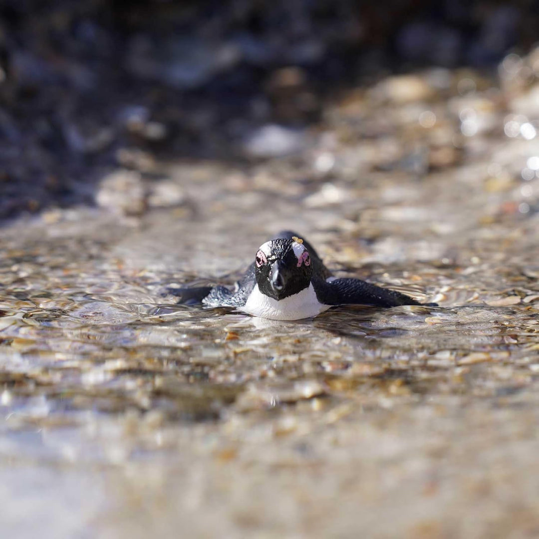 Safari - South African Penguin