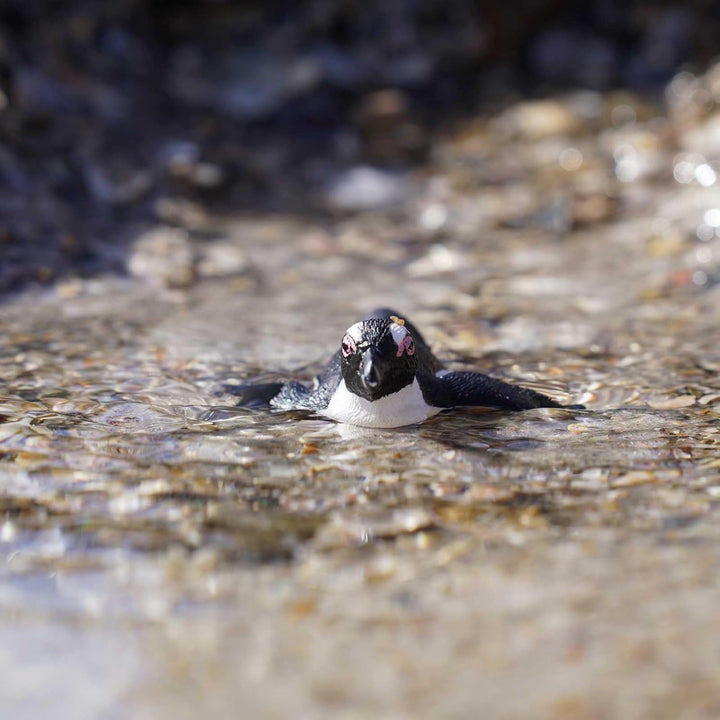 Safari - South African Penguin