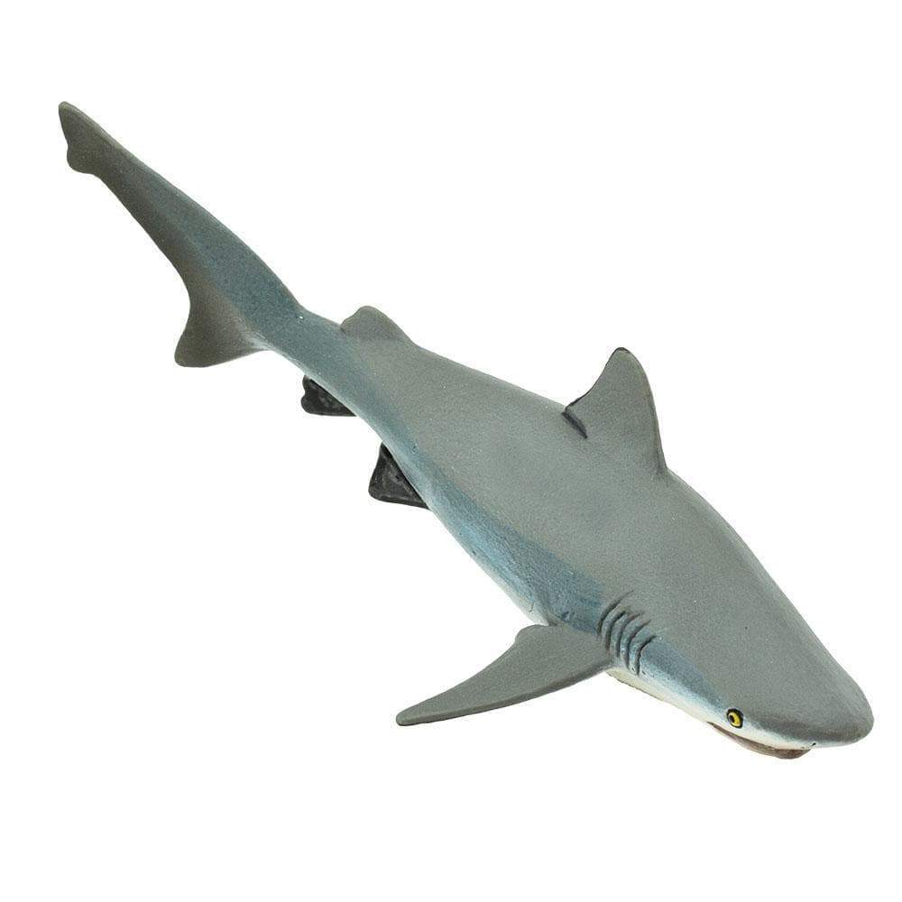 Safari - Bull Shark
