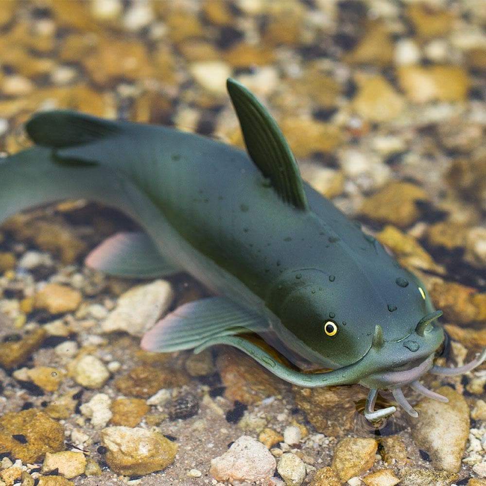 Safari - Catfish