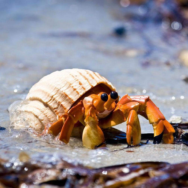 Safari - Hermit Crab