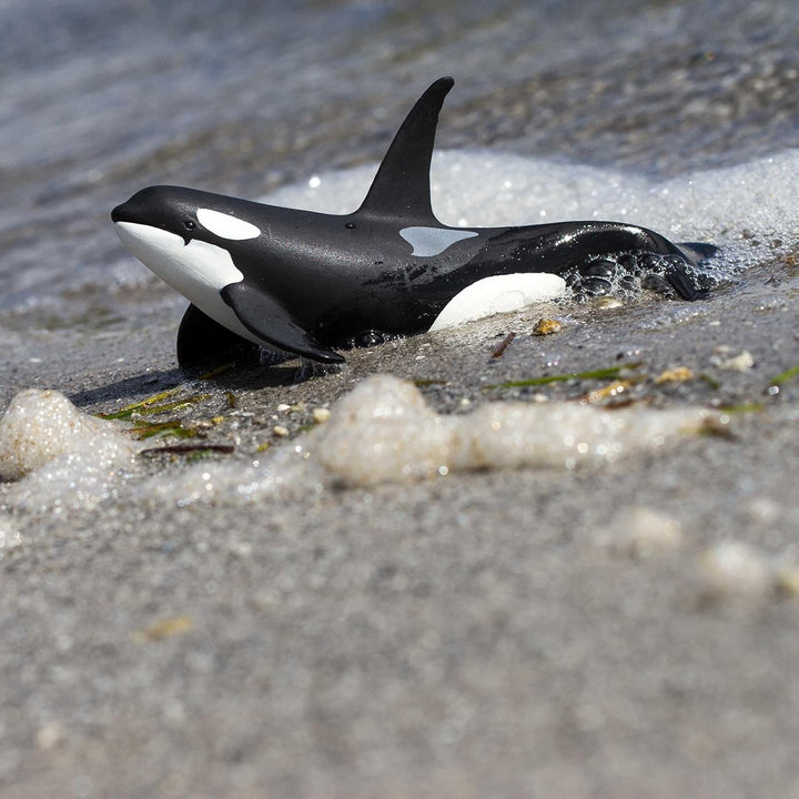 Safari - Orca