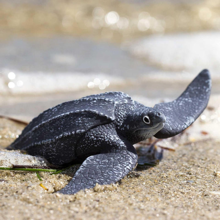 Safari - Leatherback Sea Turtle