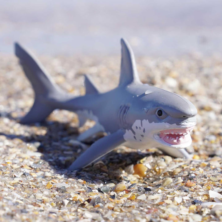 Safari - Great White Shark