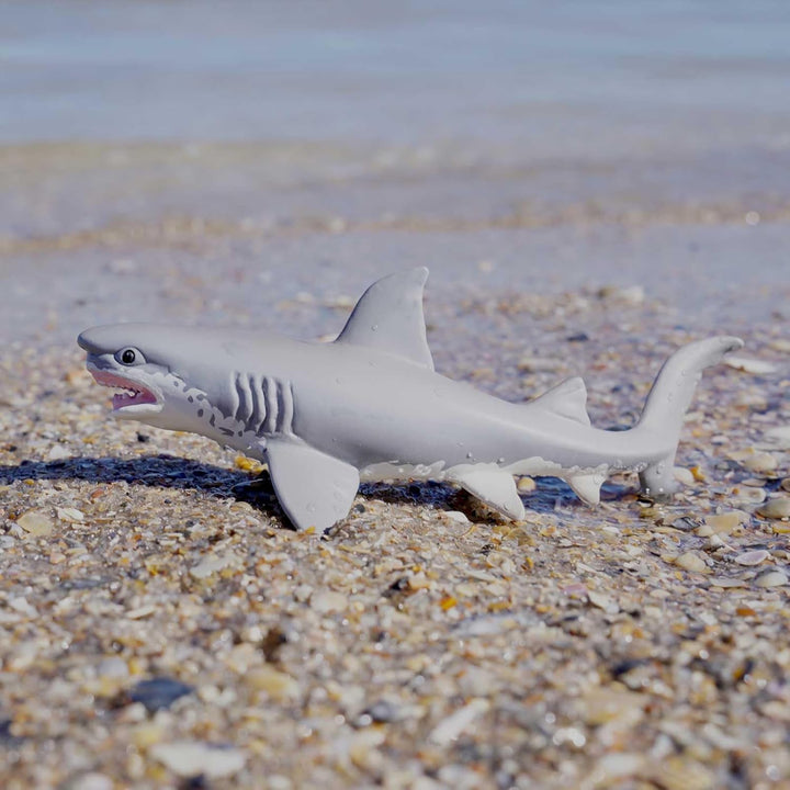 Safari - Great White Shark