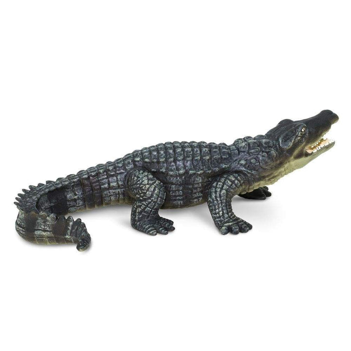 Safari - Crocodile