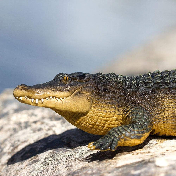 Safari - Alligator (Large)