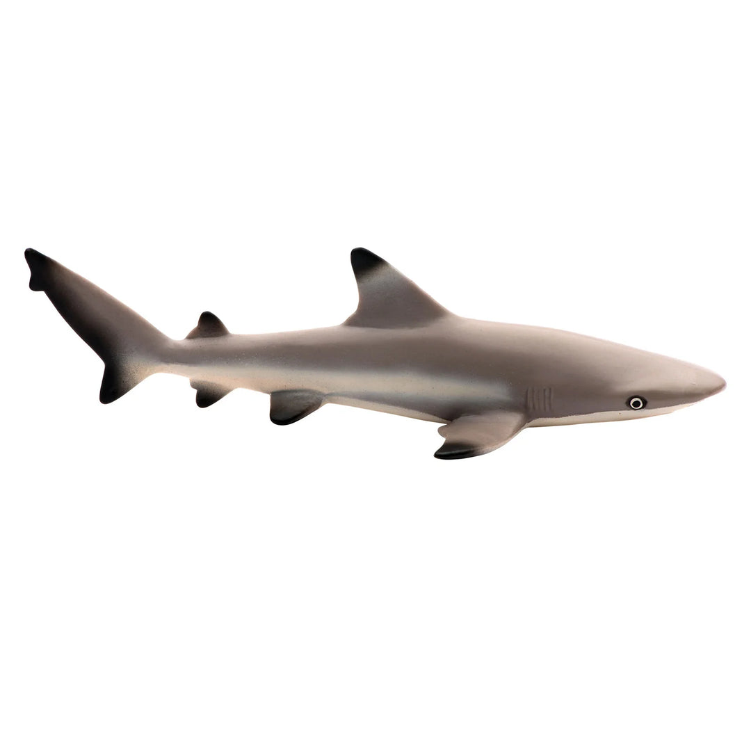 Safari - Blacktip Reef Shark
