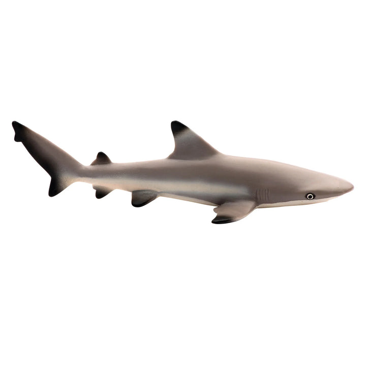 Safari - Blacktip Reef Shark