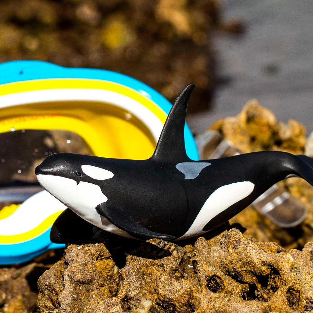 Safari - Orca