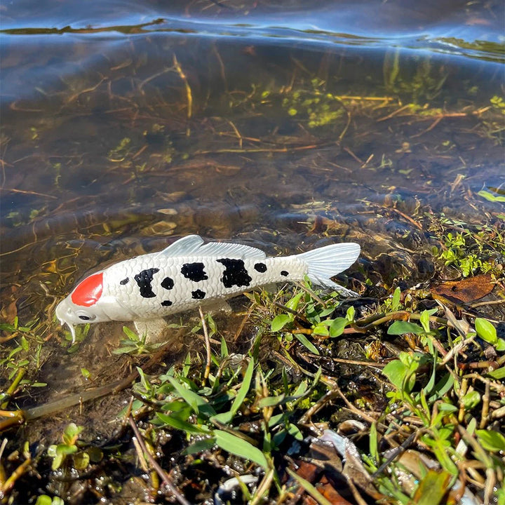 Safari - Koi Fish Tancho