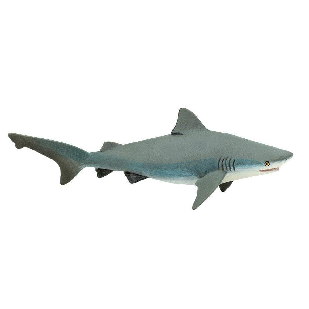 Safari - Bull Shark