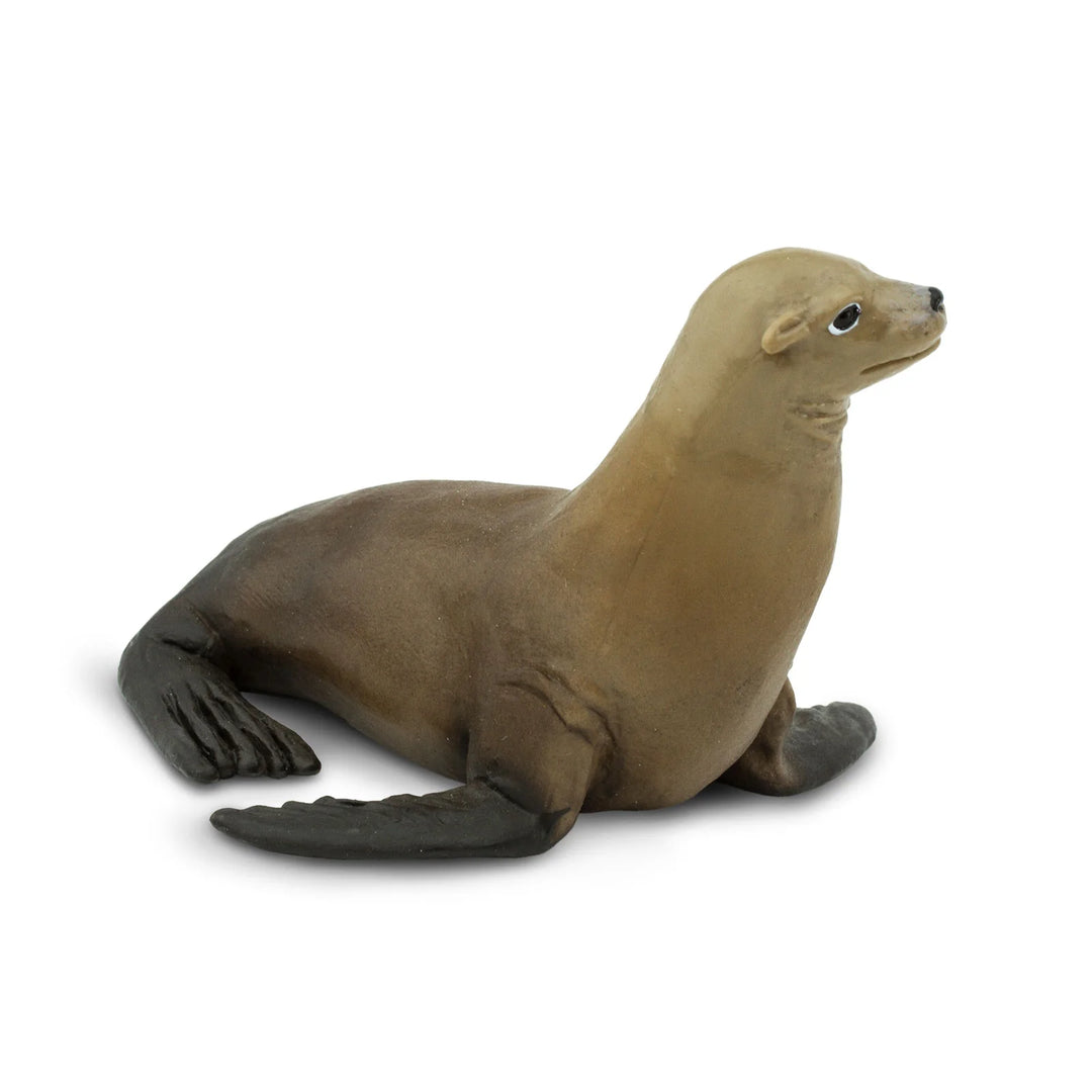 Safari - Sea Lion