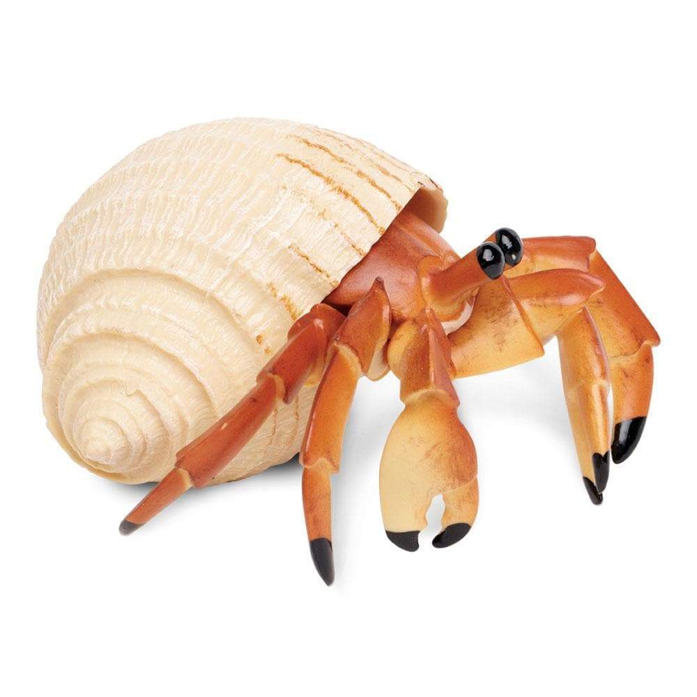 Safari - Hermit Crab