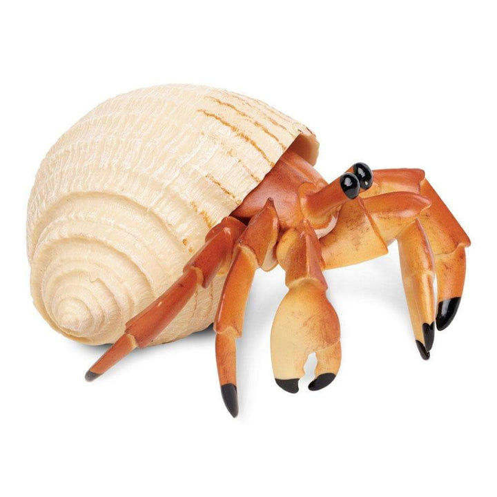 Safari - Hermit Crab