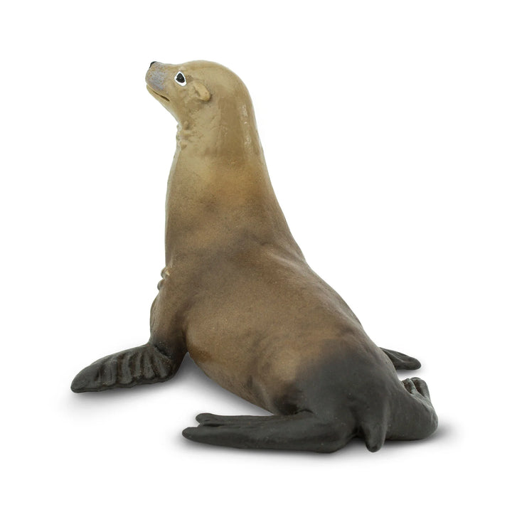 Safari - Sea Lion