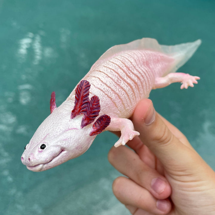 Safari - Axolotl