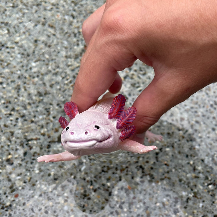 Safari - Axolotl