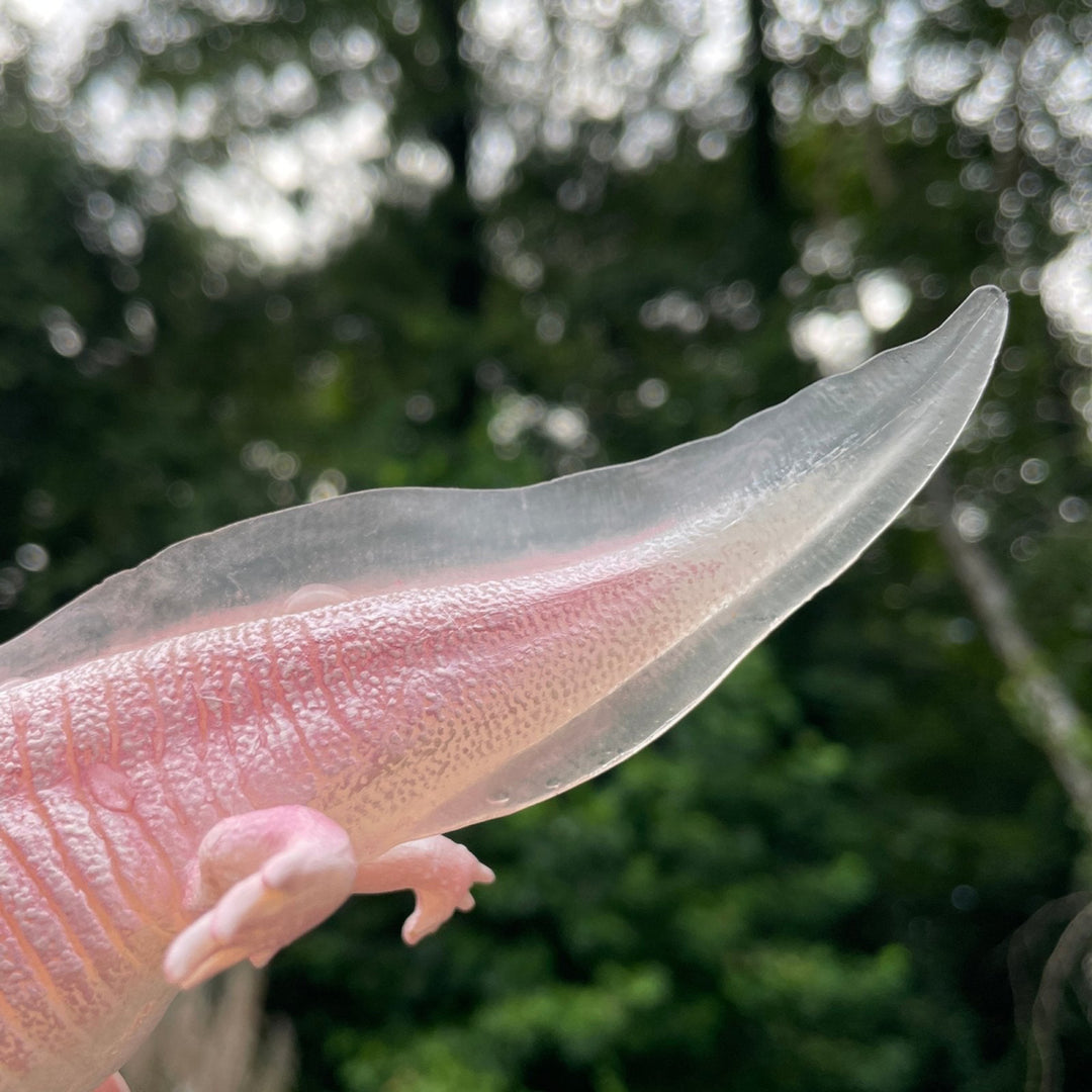 Safari - Axolotl