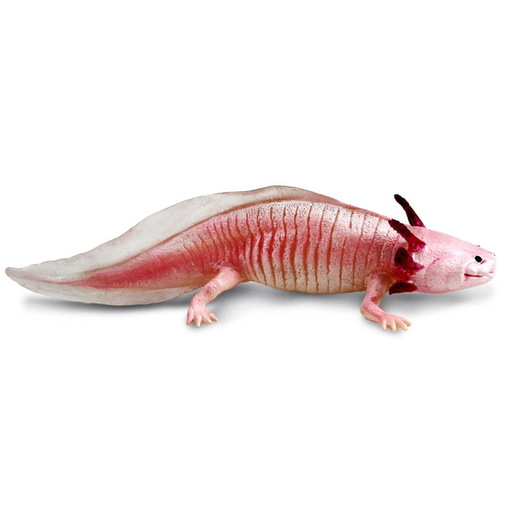 Safari - Axolotl