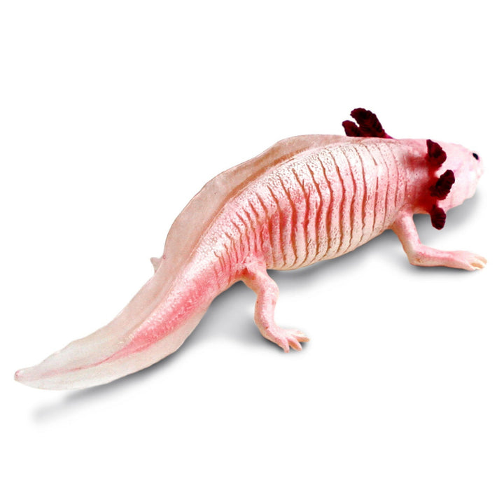 Safari - Axolotl