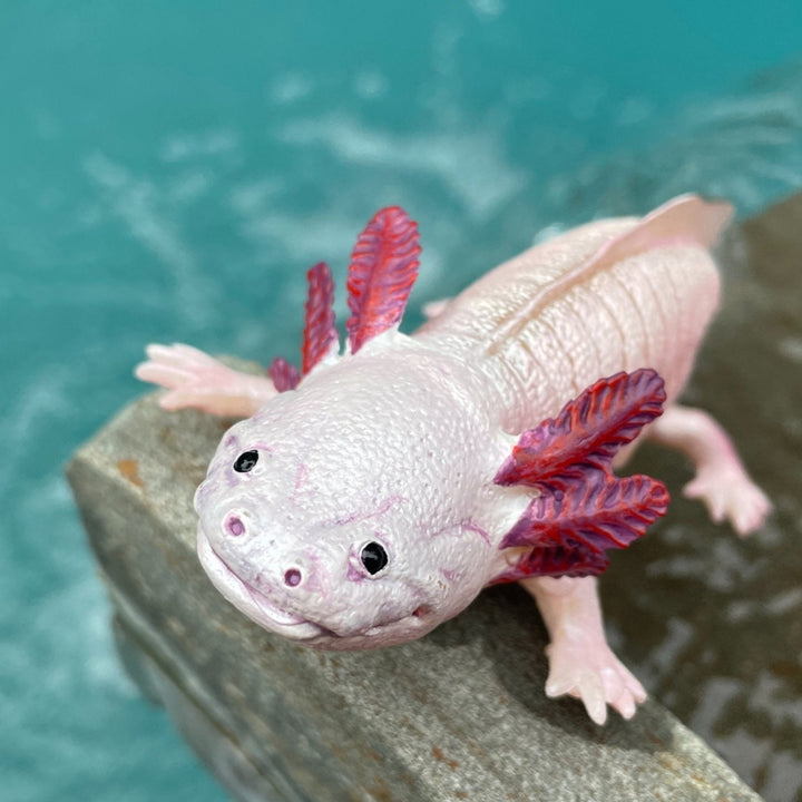 Safari - Axolotl