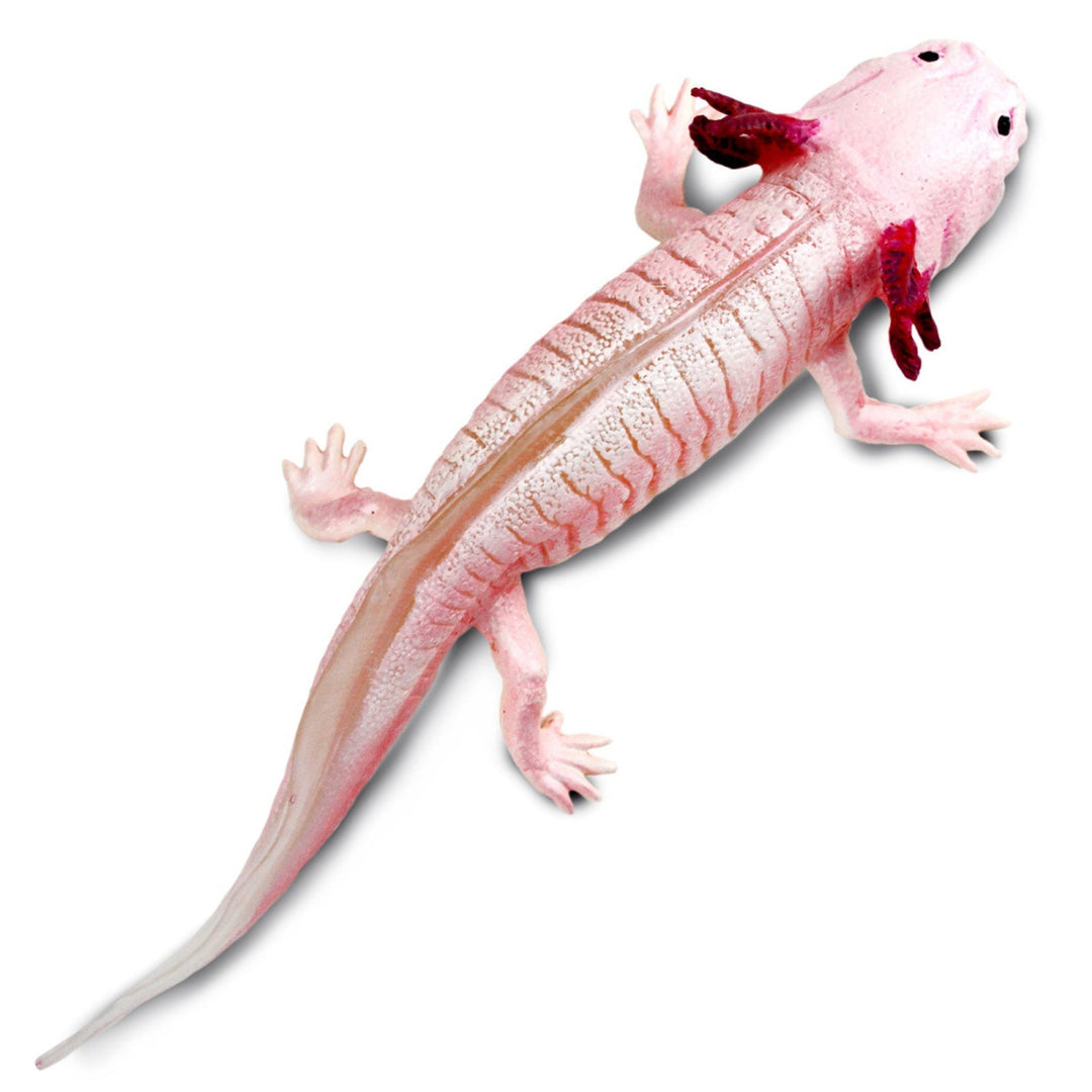 Safari - Axolotl