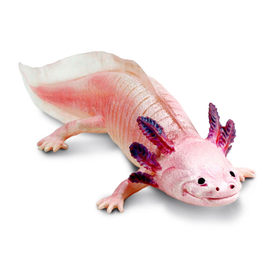Safari - Axolotl