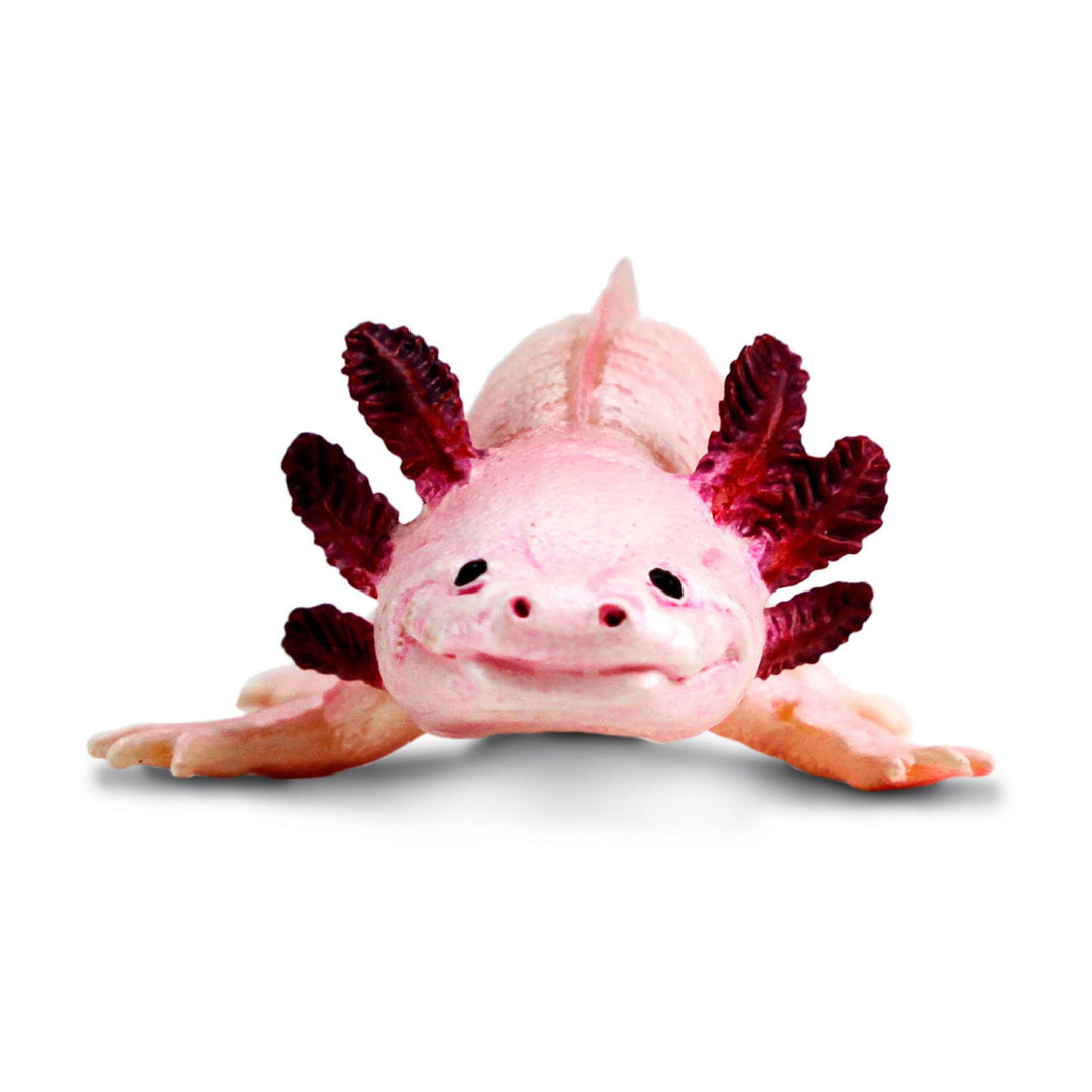 Safari - Axolotl
