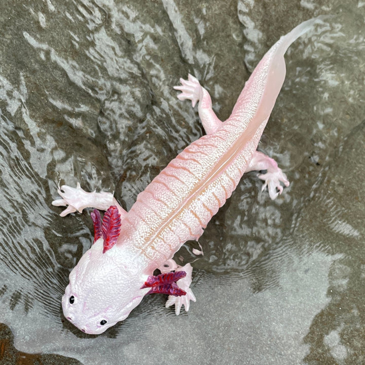 Safari - Axolotl