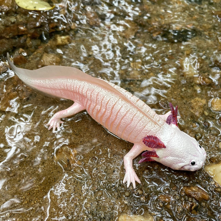 Safari - Axolotl